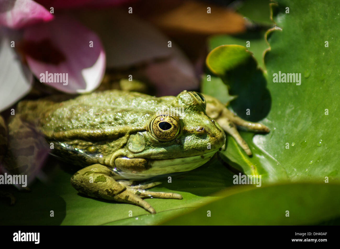 Green frog on lily pad Stock Photo