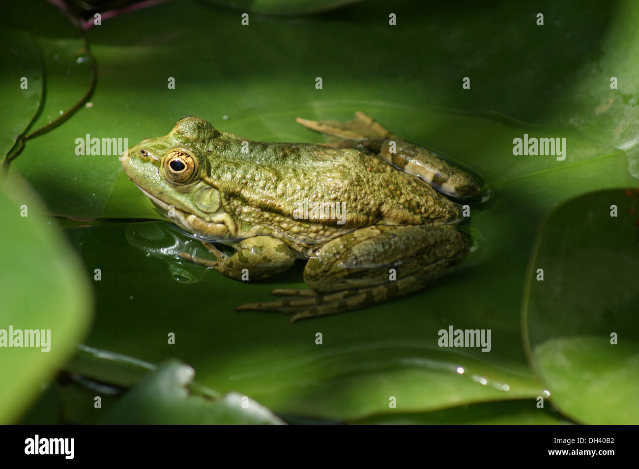 Close-up of green frog on lily pad Stock Photo