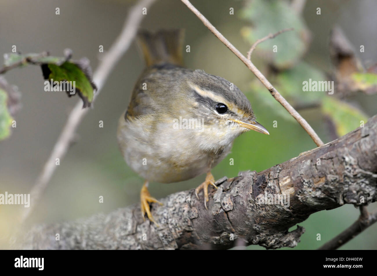 radde-s-warbler-phylloscopus-schwarzi-stock-photo-alamy
