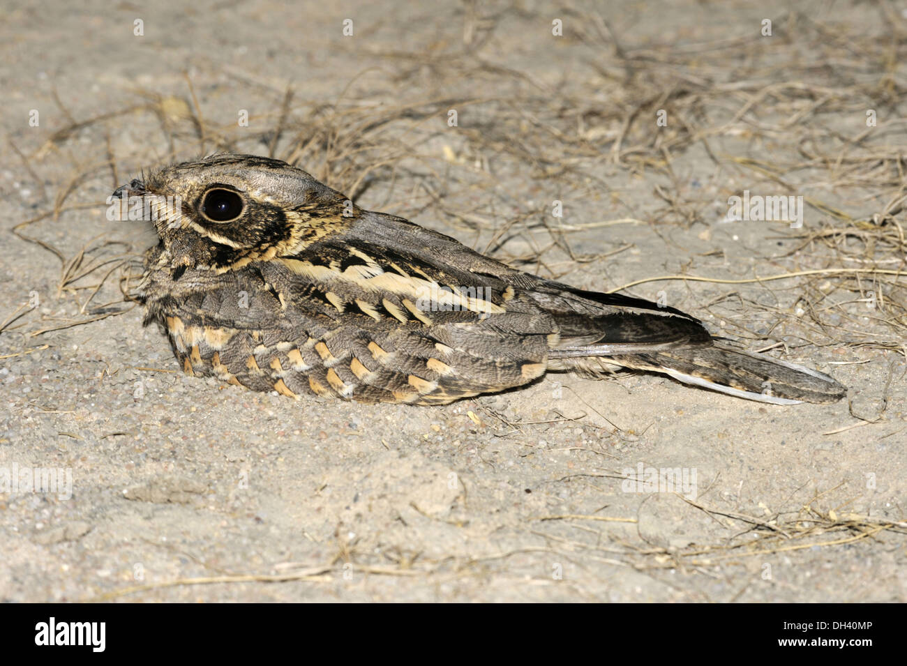 Ground nesting nightjar hires stock photography and images Alamy