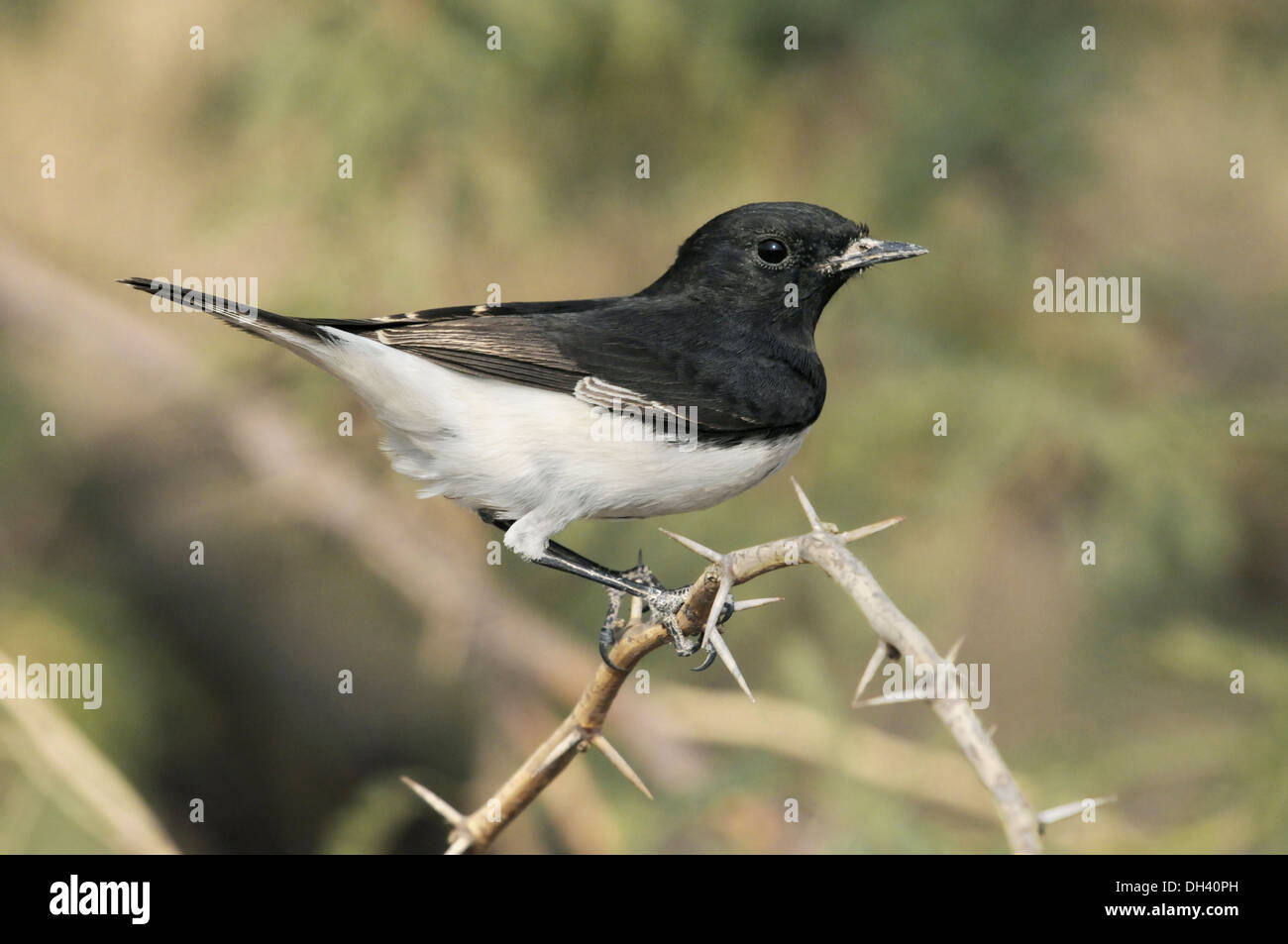 Oenanthe picata hi-res stock photography and images - Alamy
