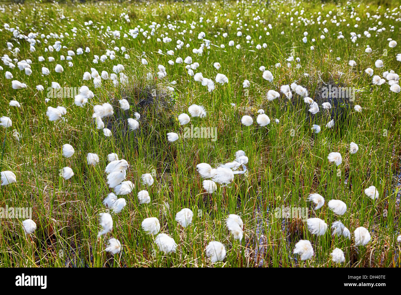 Cotton grass Eriophorum vaginatum Stock Photo