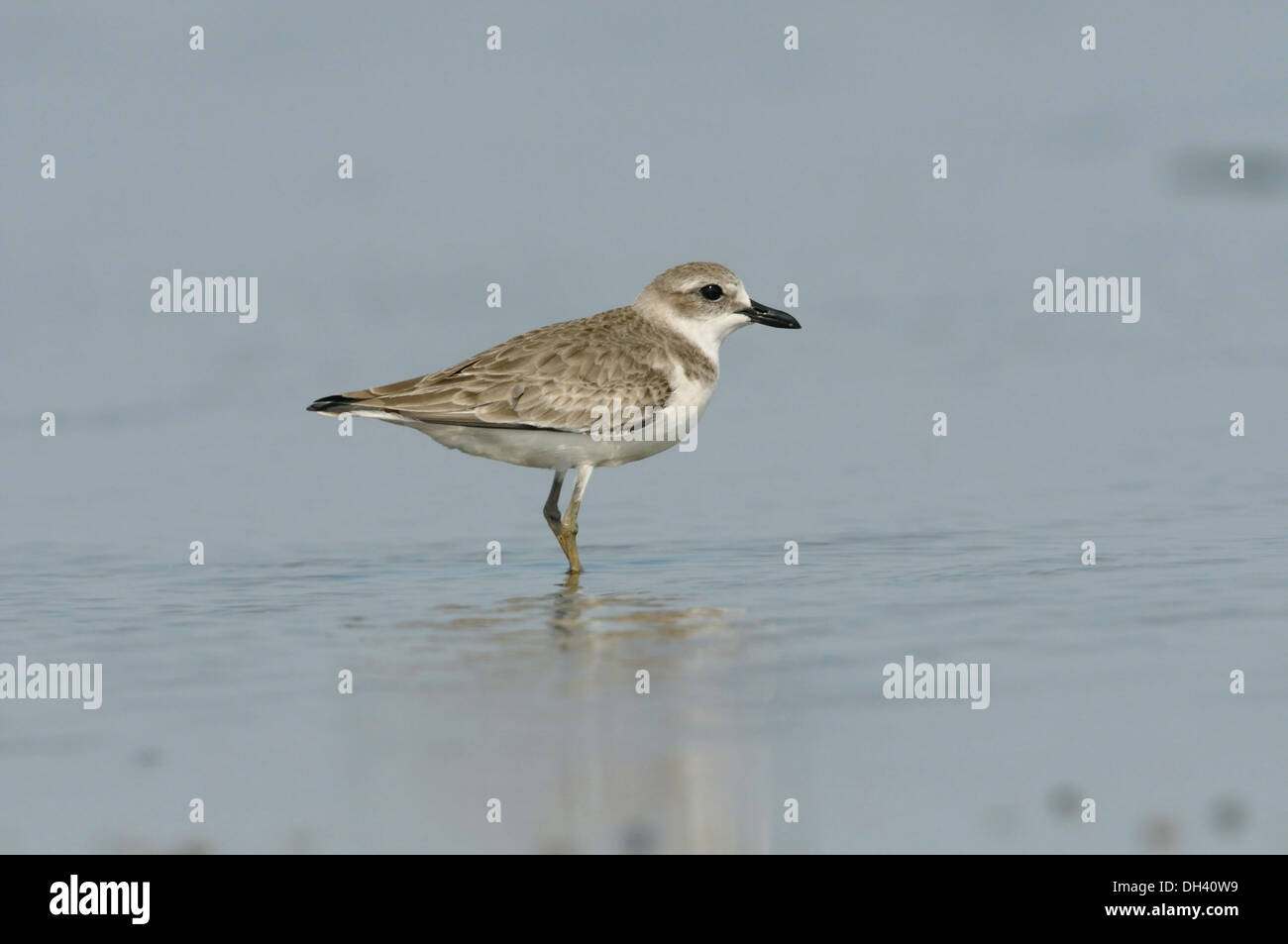 Greater Sandplover - Charadrius leschenaultii Stock Photo