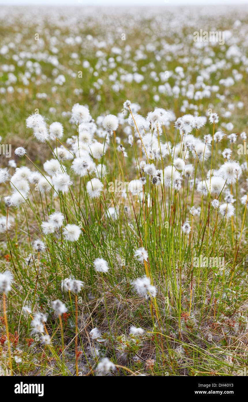 Cotton grass tundra hires stock photography and images Alamy