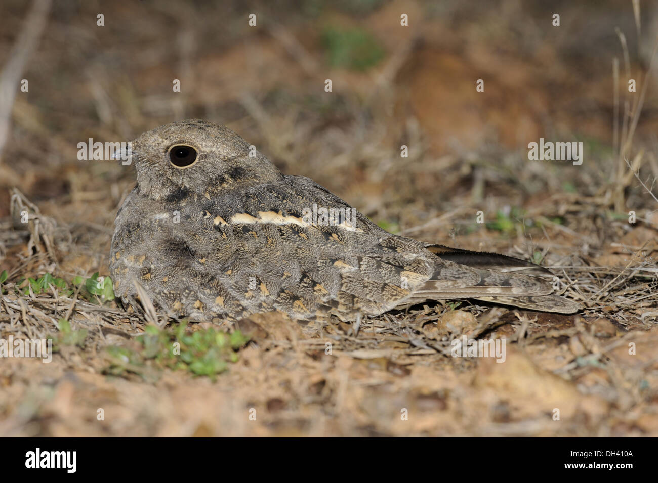 Savanna Nightjar - Caprimulgus affinis Stock Photo