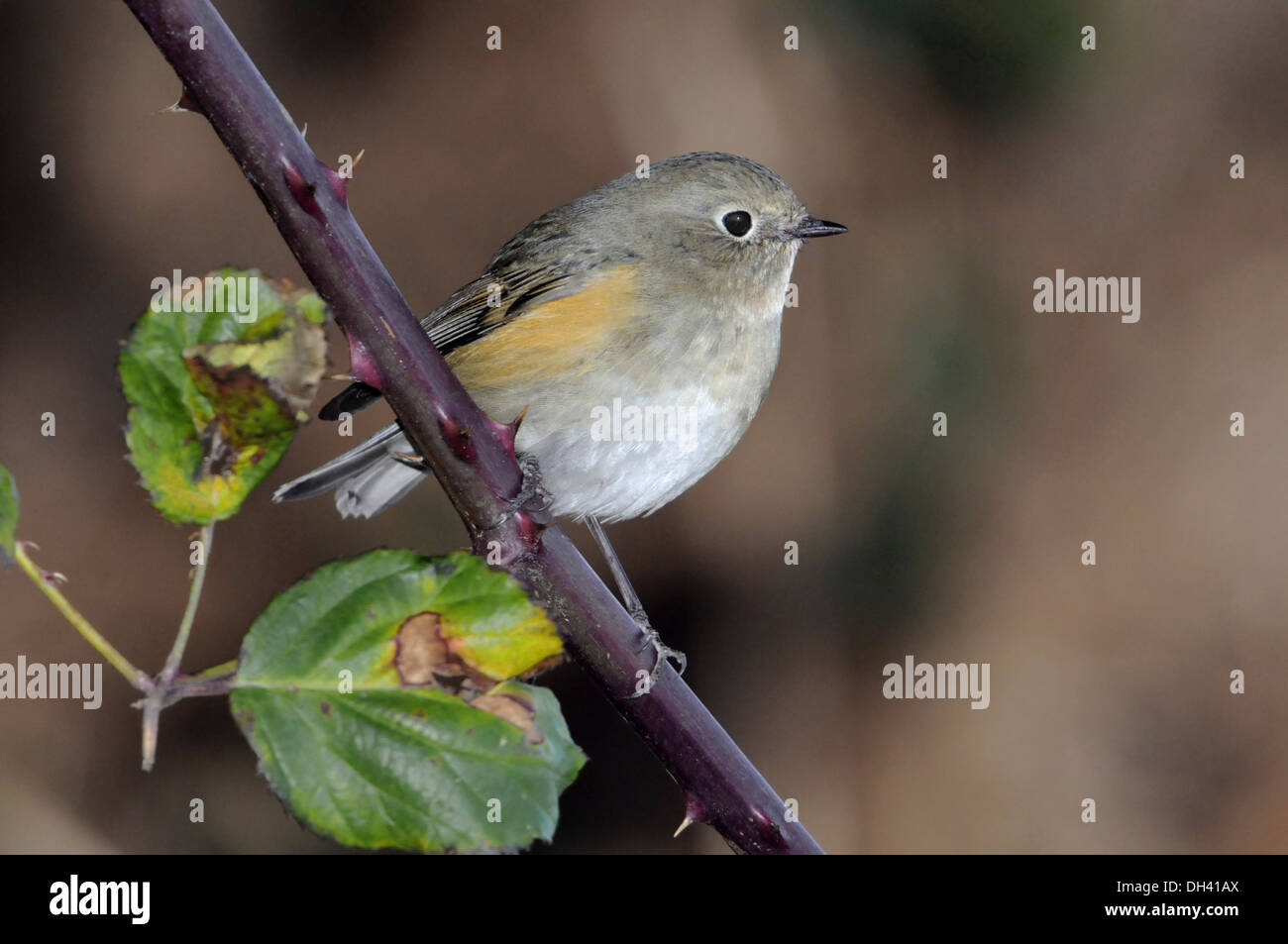 Red-flanked Bluetail - Tarsiger cyanurus Stock Photo