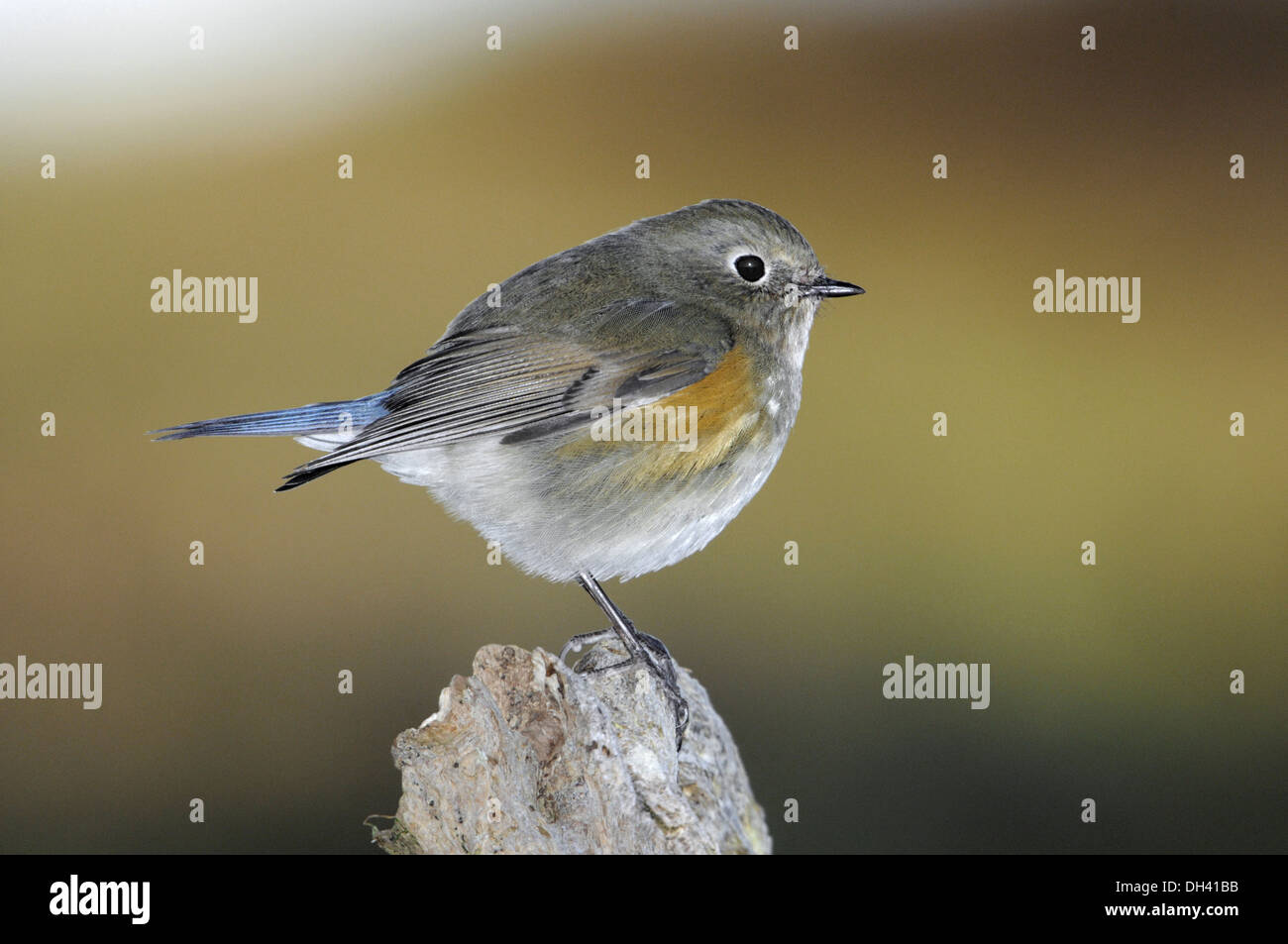 Red-flanked Bluetail - Tarsiger cyanurus Stock Photo