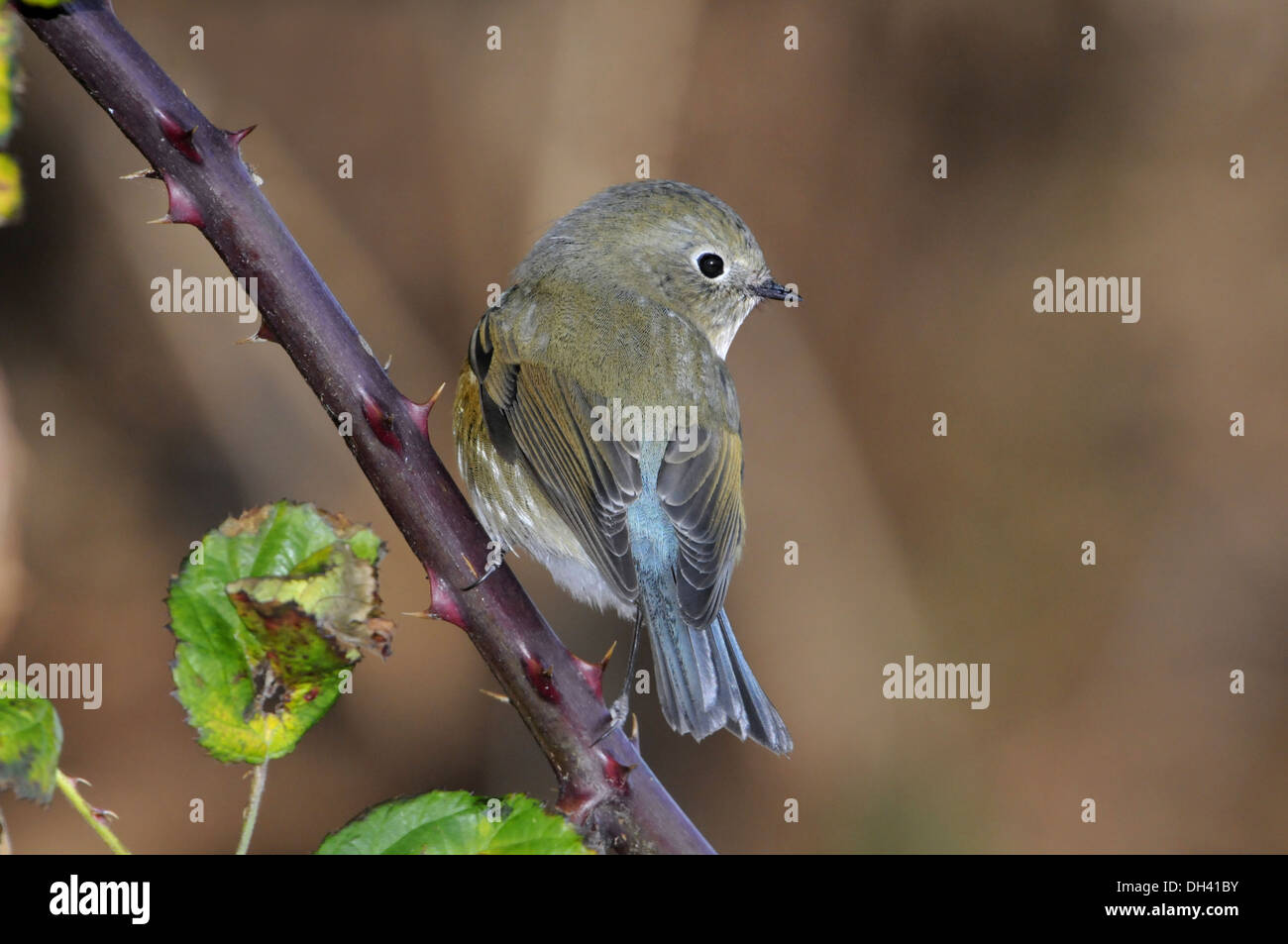 Red-flanked Bluetail - Tarsiger cyanurus Stock Photo
