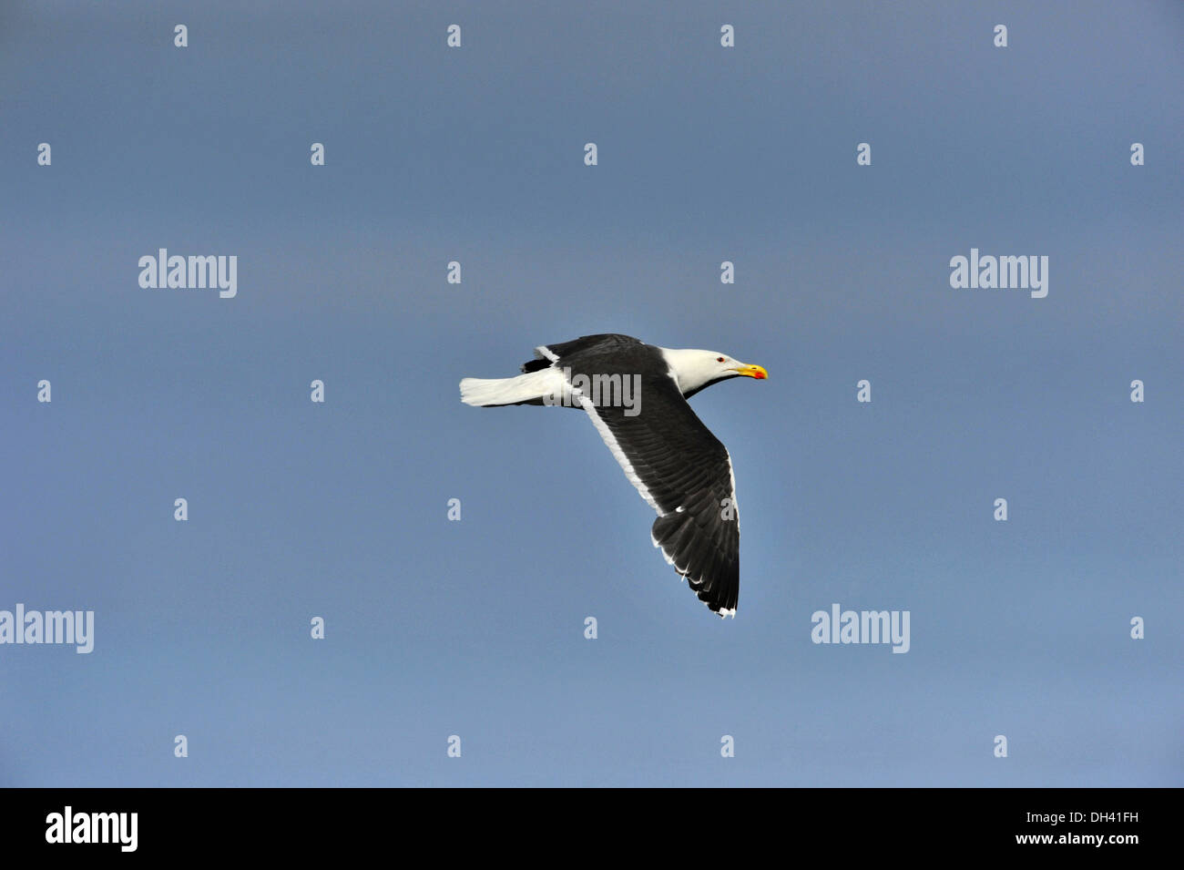 Great Black-backed Gull Larus marinus Stock Photo