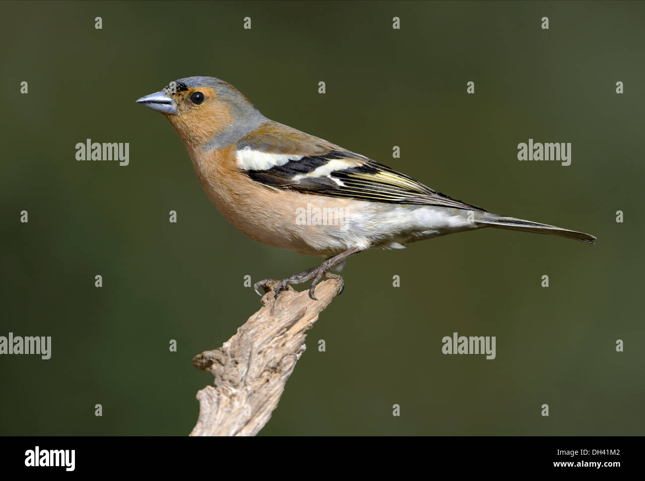 Chaffinch Fringilla coelebs Stock Photo