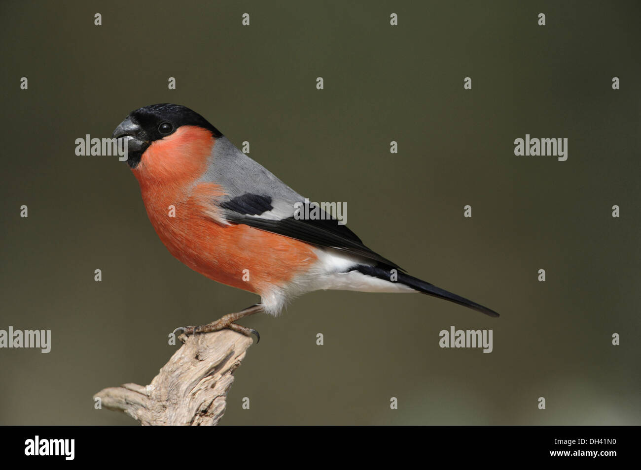 Bullfinch Pyrrhula pyrrhula Stock Photo