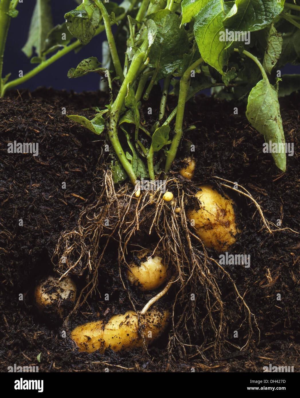Kartoffeln, Kartoffelpflanze in der Erde Stock Photo