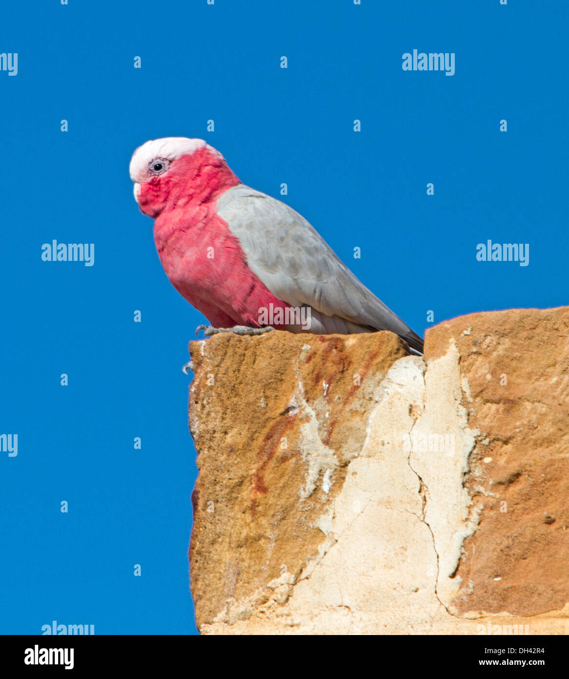 Galah, an attractive pink and grey Australian cockatoo, in the wild against blue sky on stone chimney in outback northern SA Stock Photo