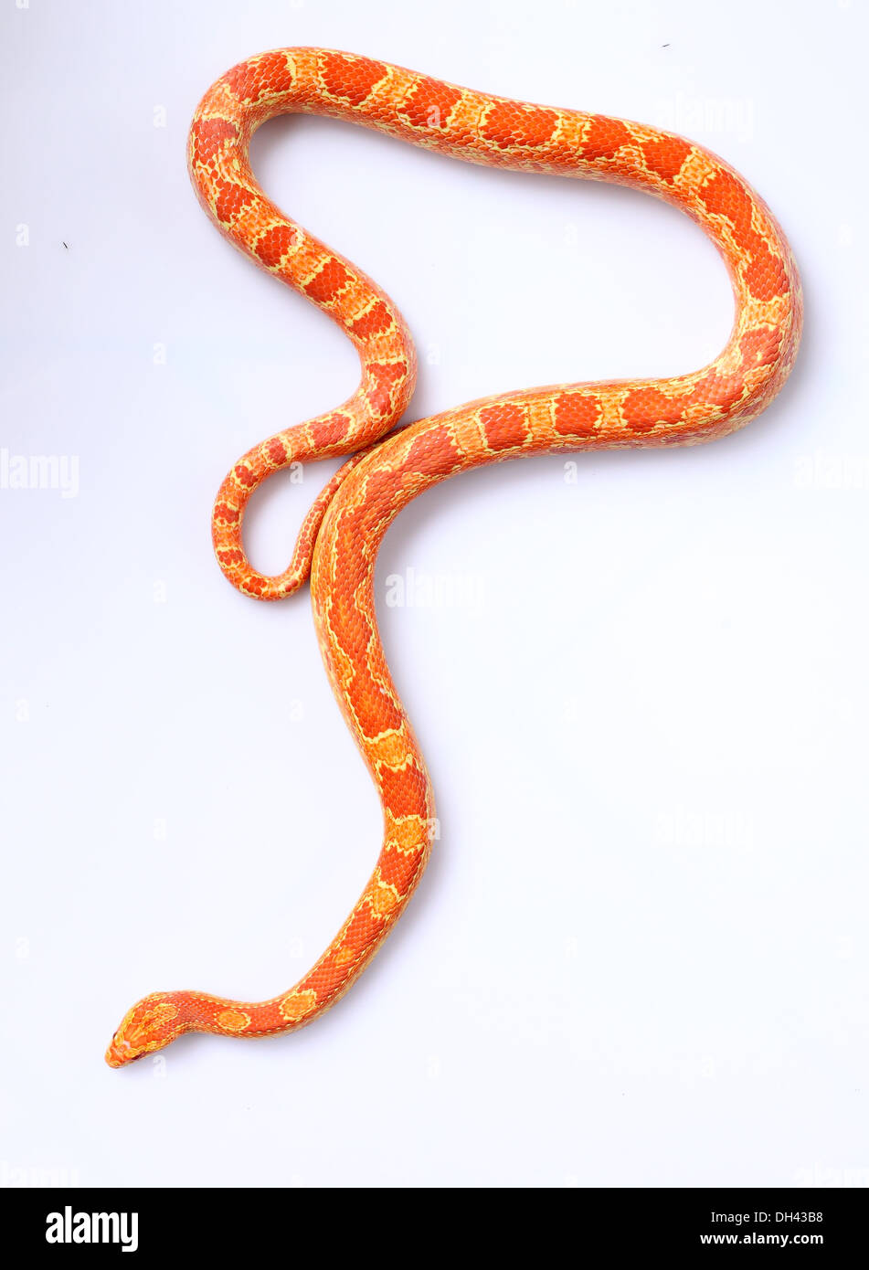 cornsnake Stock Photo