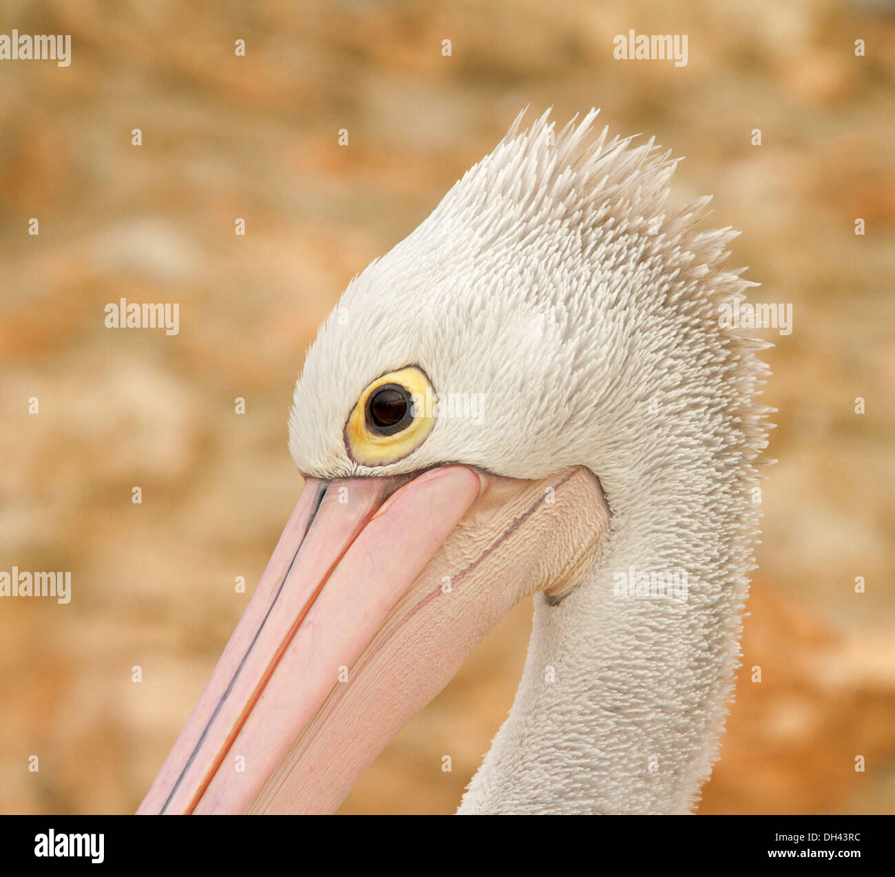 Striking close up portrait of face of Australian pelican with large bright eye & against light sandy brown background Stock Photo
