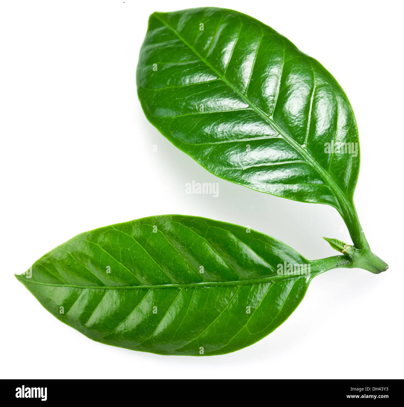 Green coffee leaves isolated on a white background. Stock Photo
