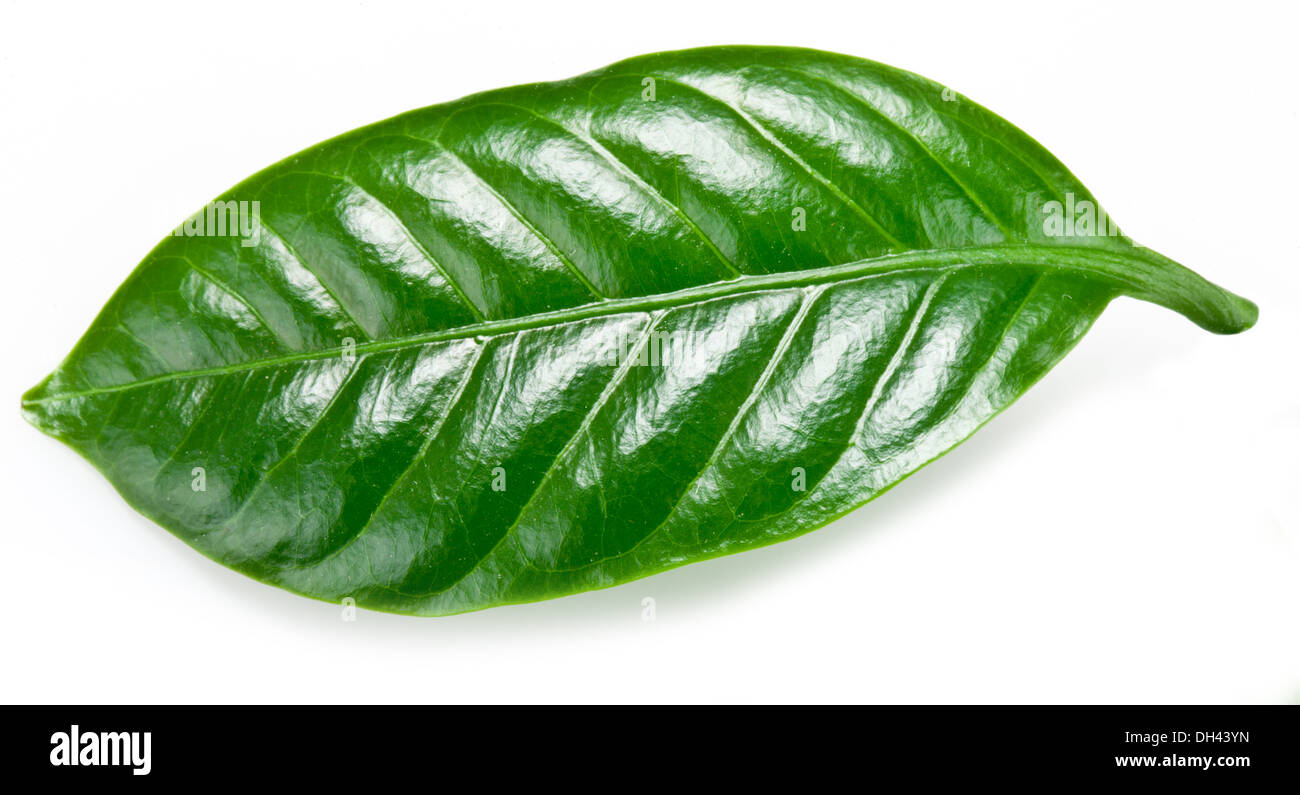 Green coffee leaf isolated on a white background. Stock Photo
