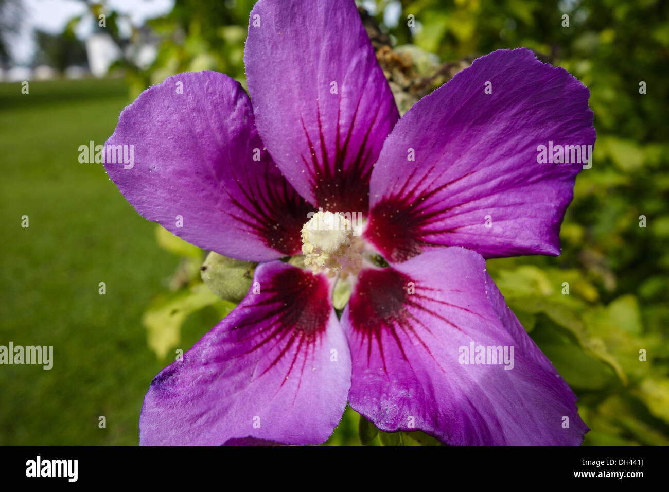 Hibiskus, Blüte, Hibiscus rosasinensis Stock Photo Alamy