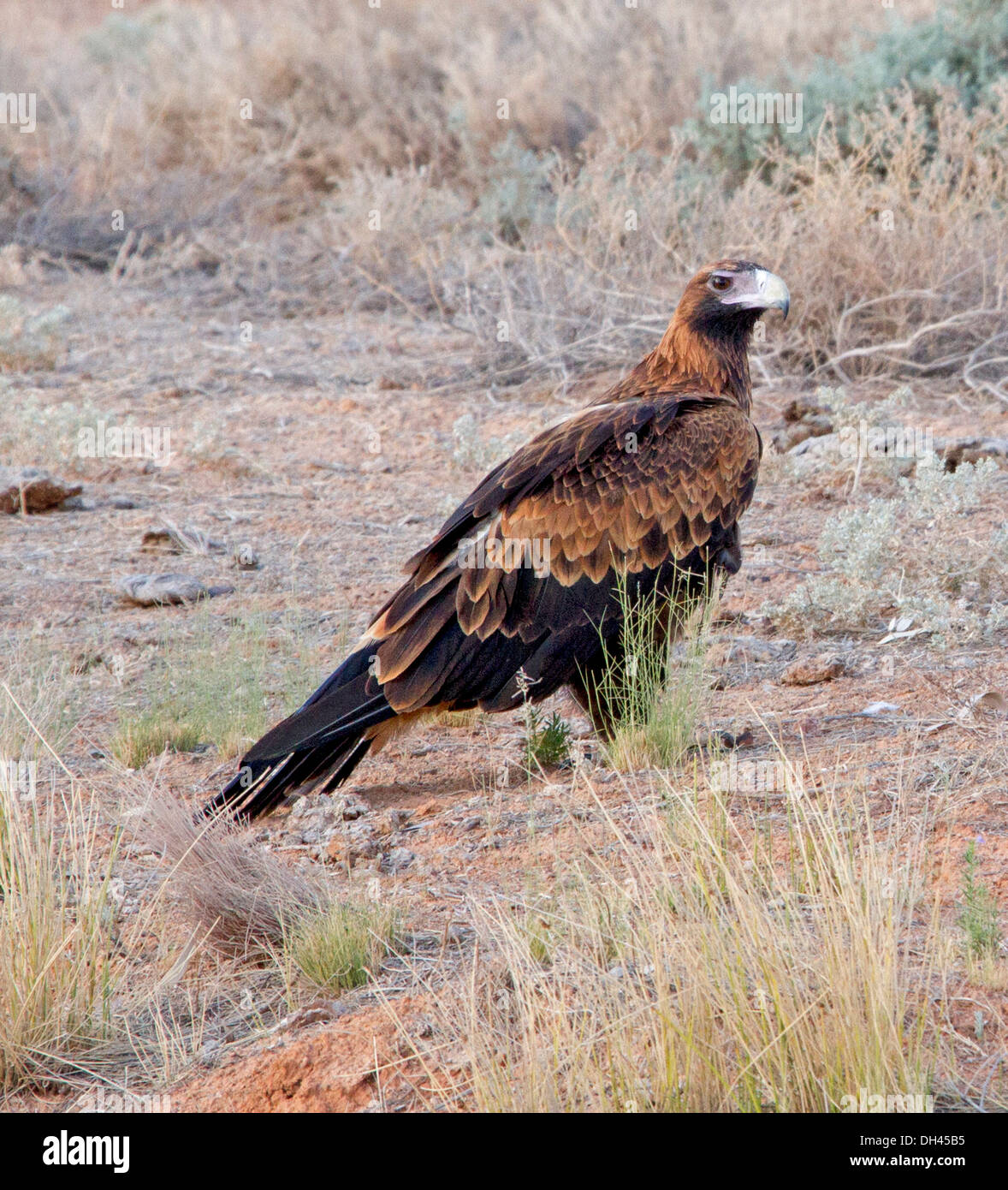 Wedge tailed eagle in the wild among tall grasses on the ground in the