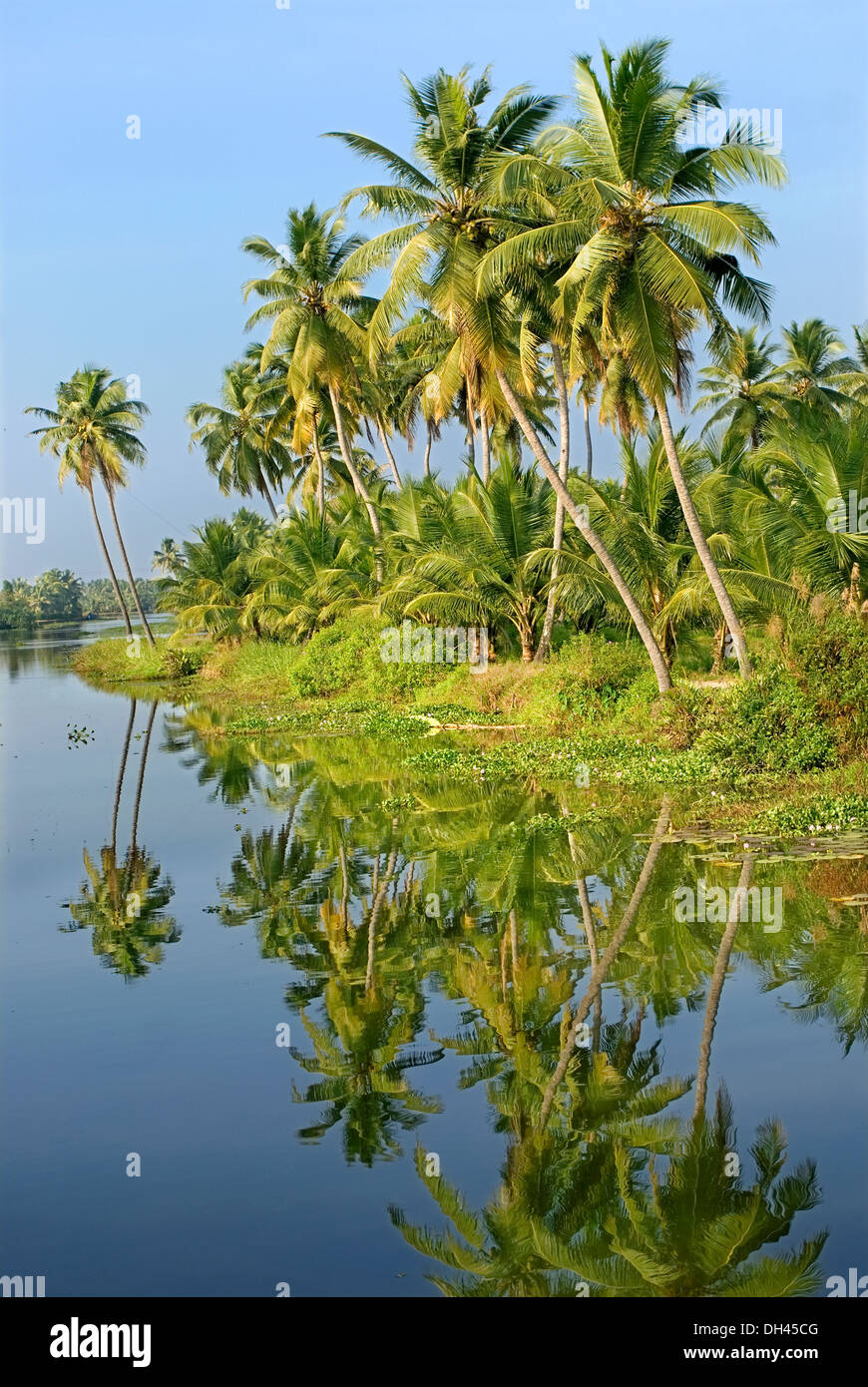 Coconut trees landscape Backwaters Kerala India Stock Photo