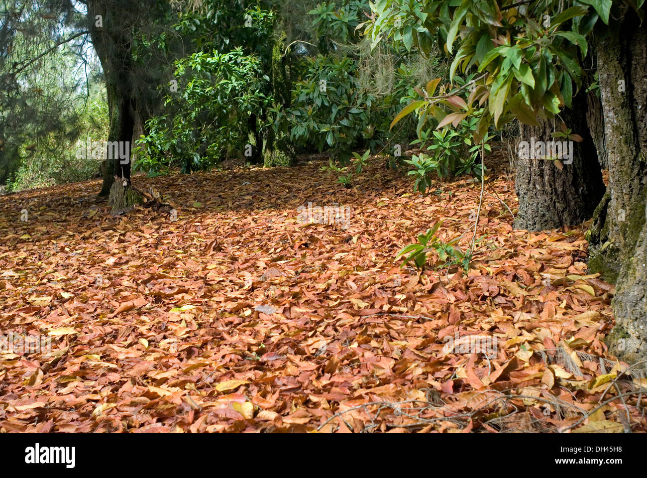 Trees Have Shed Their Leaves High Resolution Stock Photography and