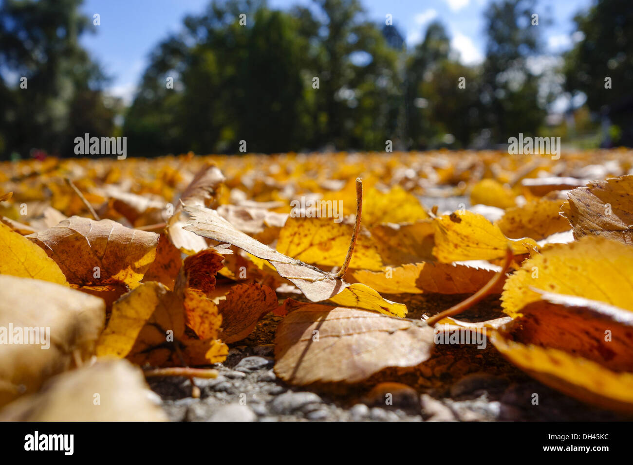 Blätter im Herbst liegen am Boden Stock Photo