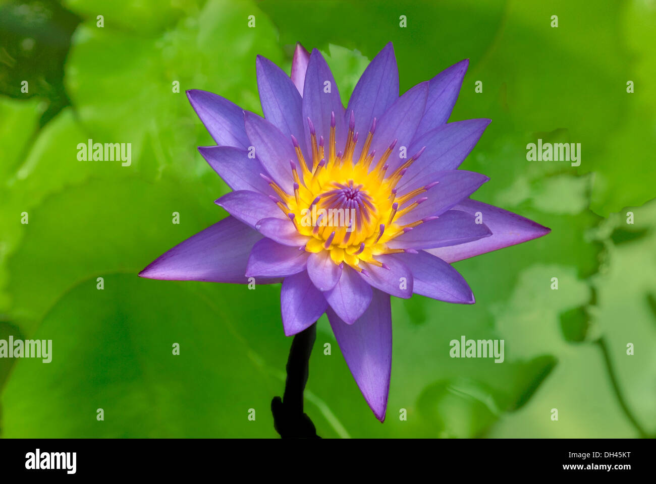 Violet lily Flower Stock Photo Alamy