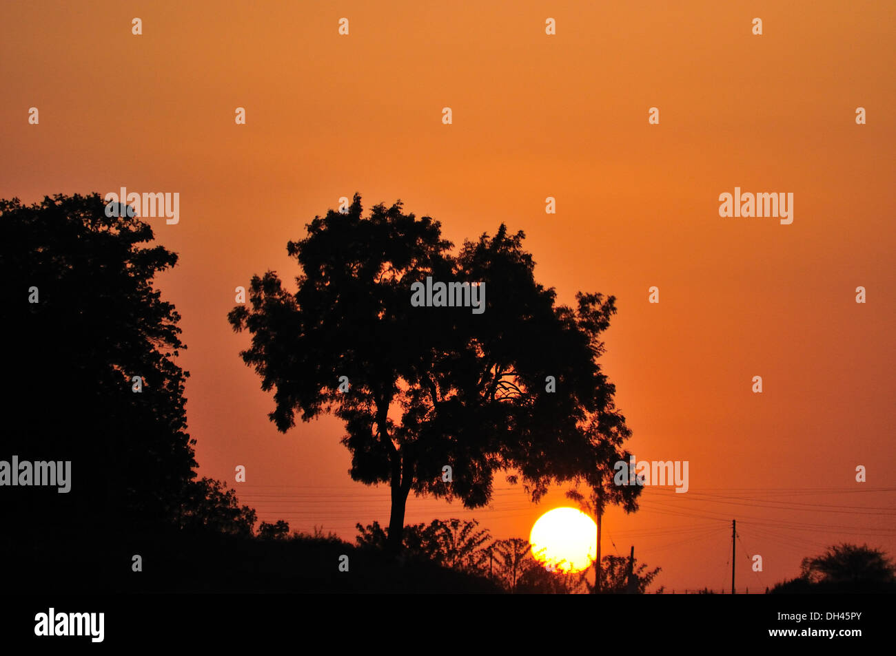 Sunset behind tree , orange sky , silhouette , india , asia Stock Photo