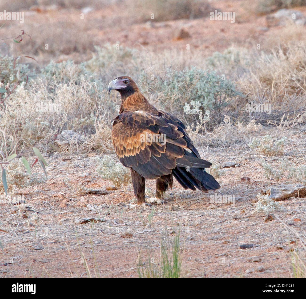 Wedge tailed eagle in the wild on the ground in outback South Australia Stock Photo