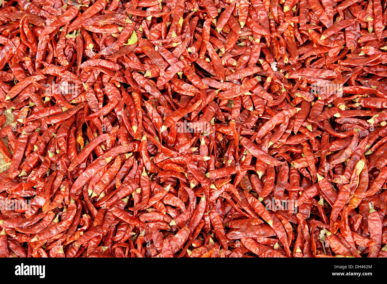 Indian Spices Red Chilly drying at Mumbai Maharashtra India Stock Photo Alamy