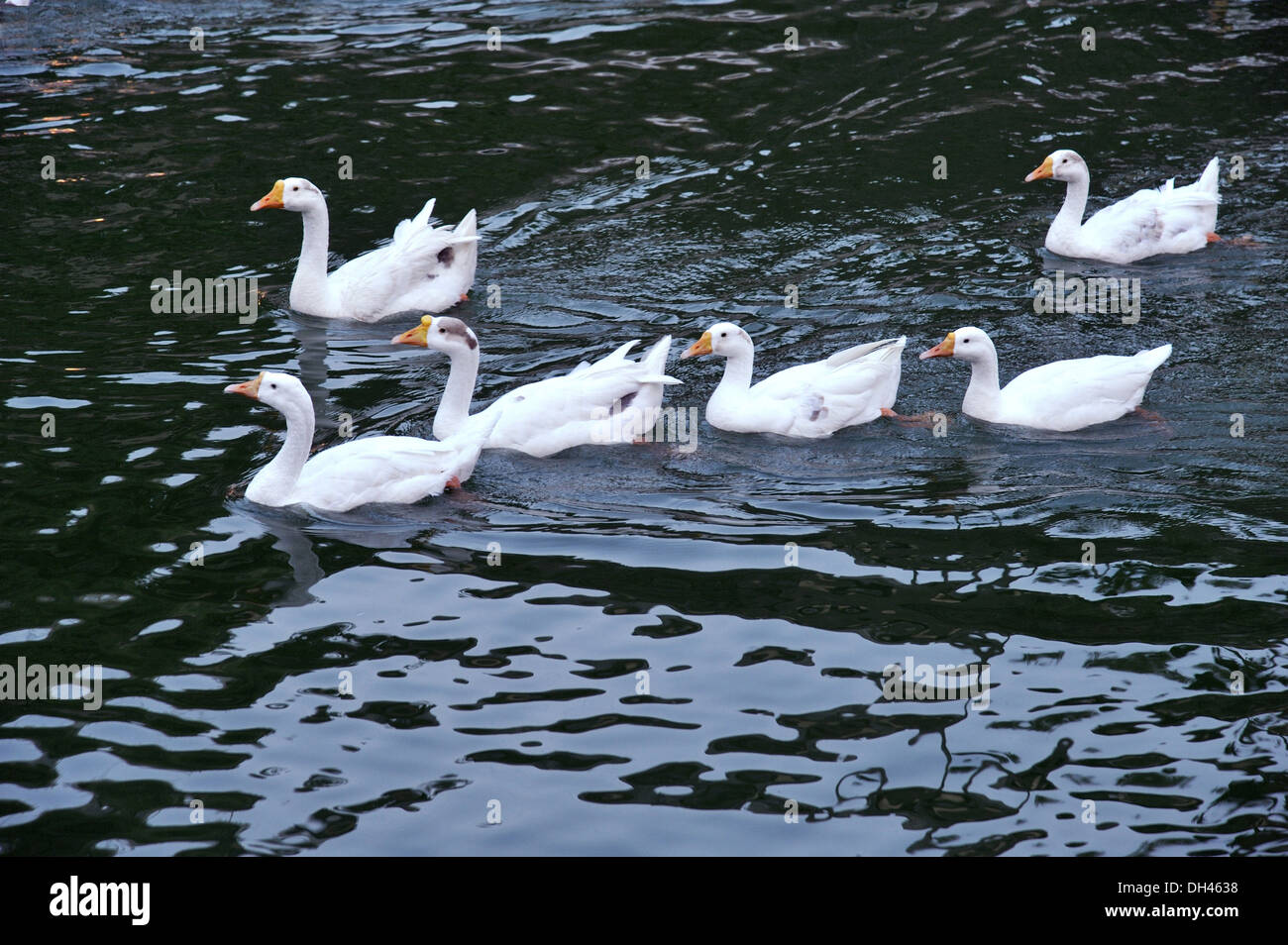 six white ducks swimming Stock Photo