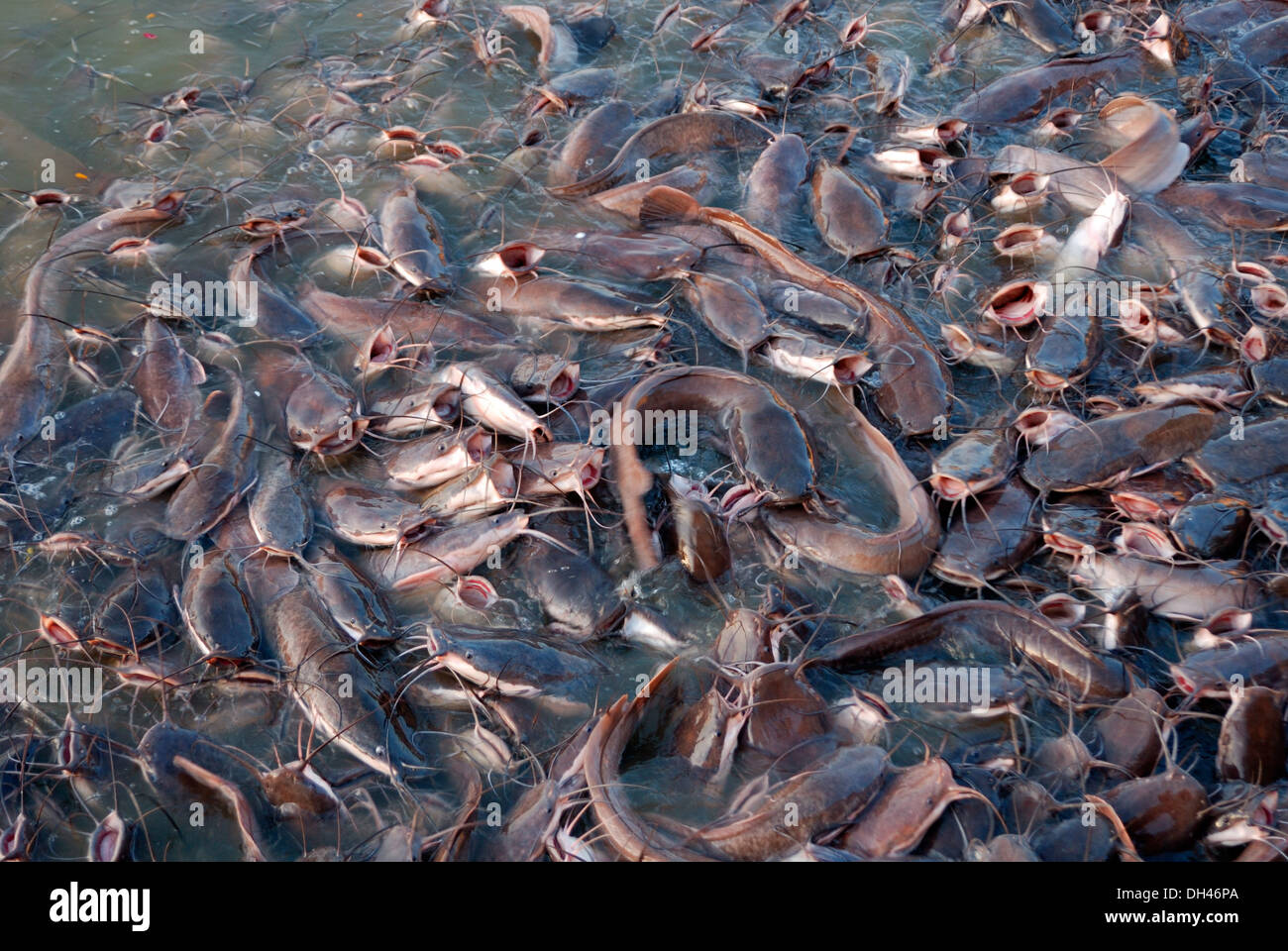 Catfish in Gadisar lake Jaisalmer Rajasthan India Asia Stock Photo