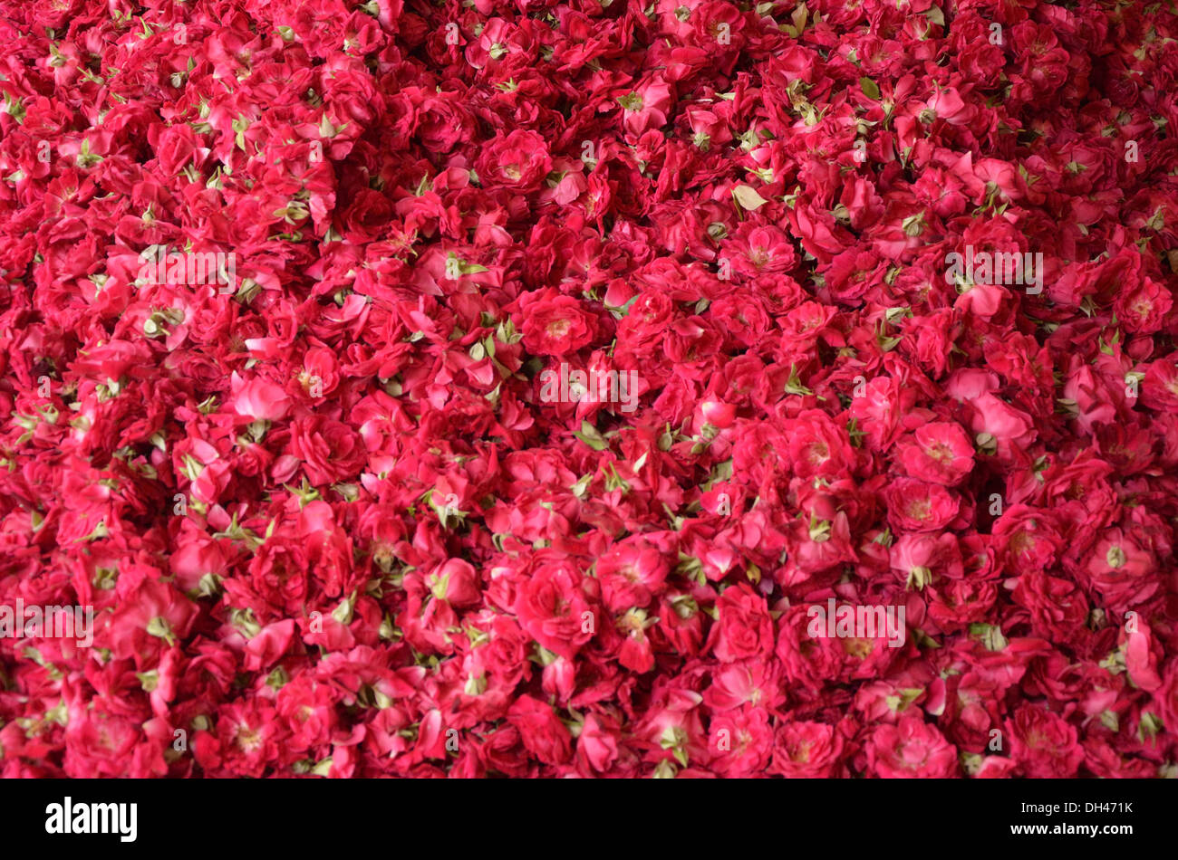 Pile of red roses in Jodhpur Rajasthan India Asia Stock Photo