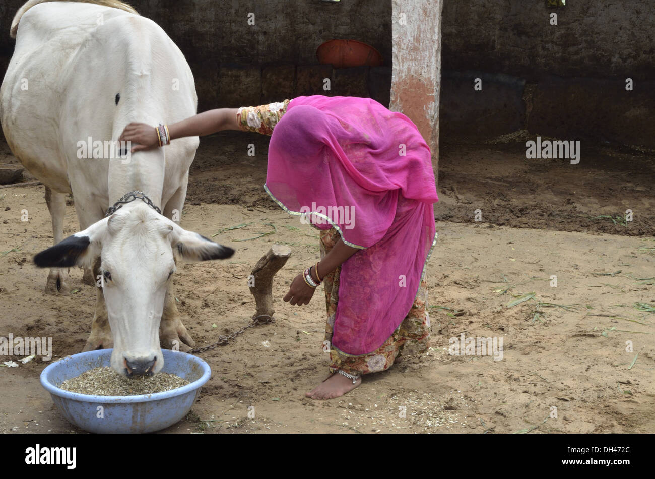 Feeding cows in india hires stock photography and images Alamy