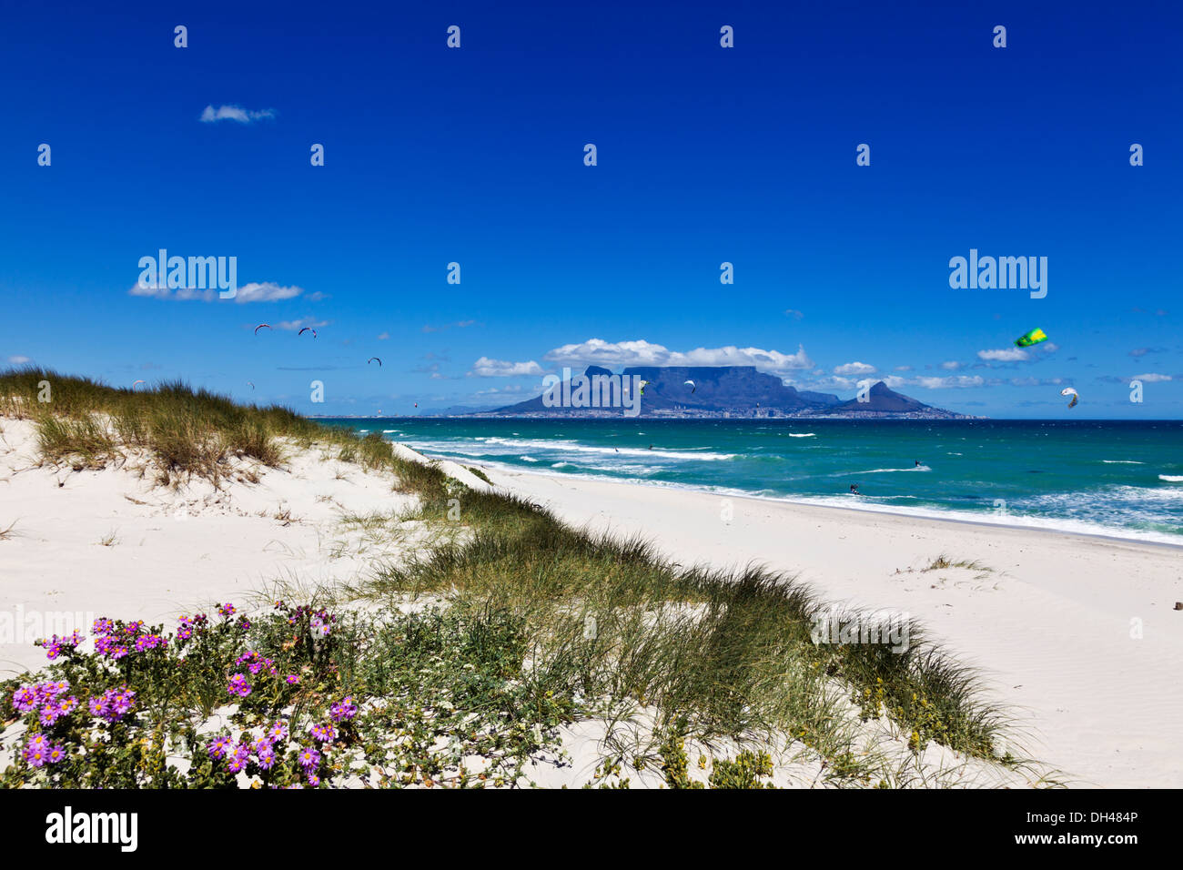 Cape wild flowers growing along the coastline in Cape Town with Table
