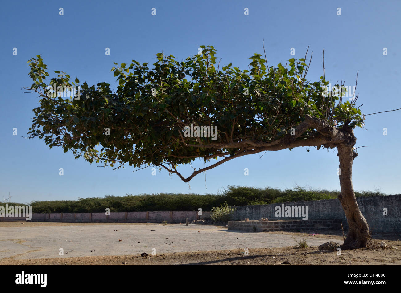 Pipal tree bent in wind Porbandar Gujrat India Asia Stock Photo