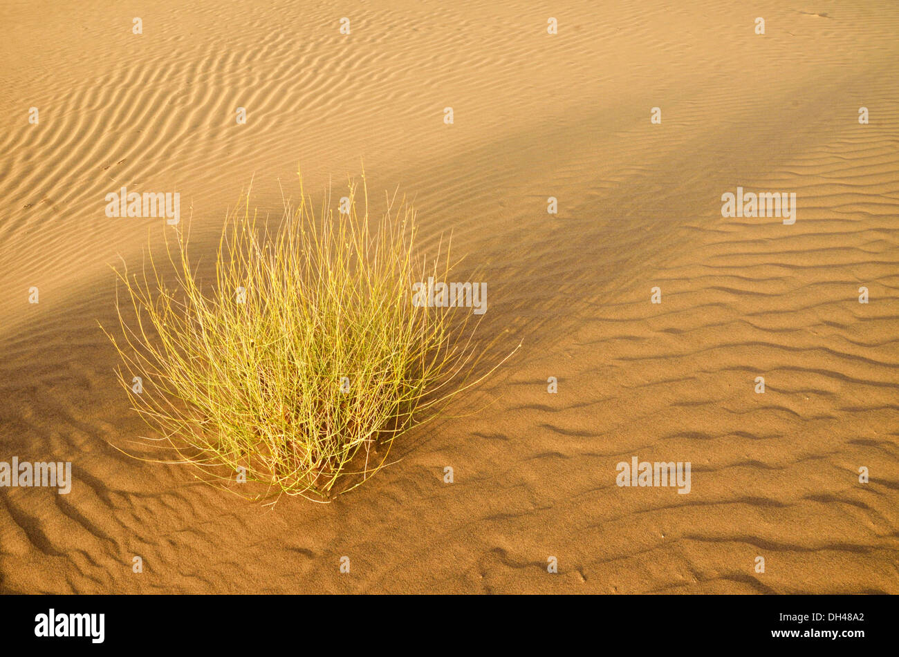 Plant Growing In Desert High Resolution Stock Photography and Images