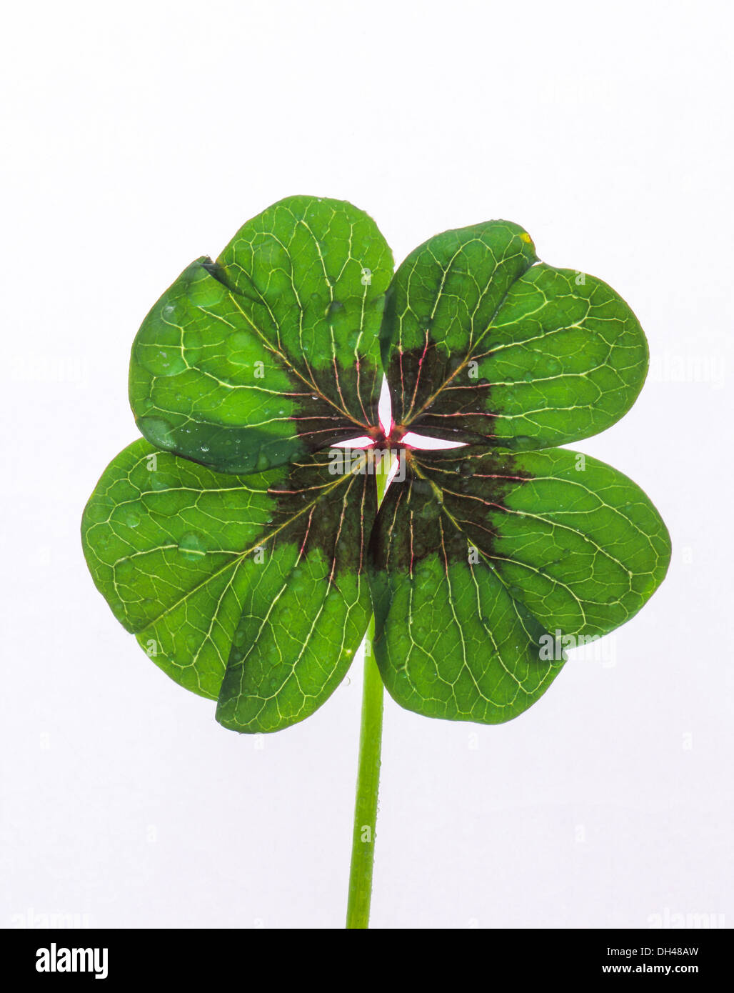 Lucky leaf hi-res stock photography and images - Alamy