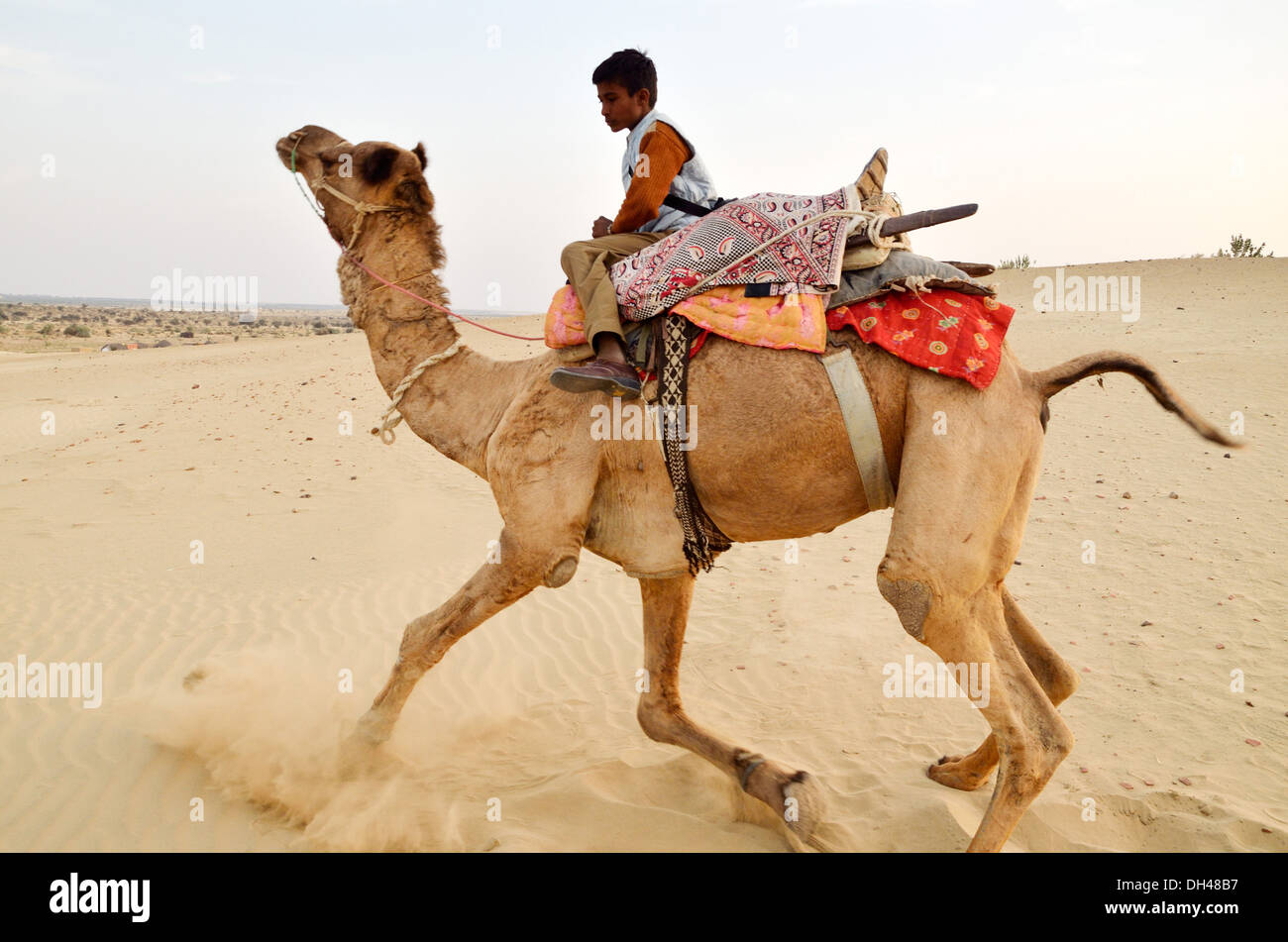 Jogging camel hotsell