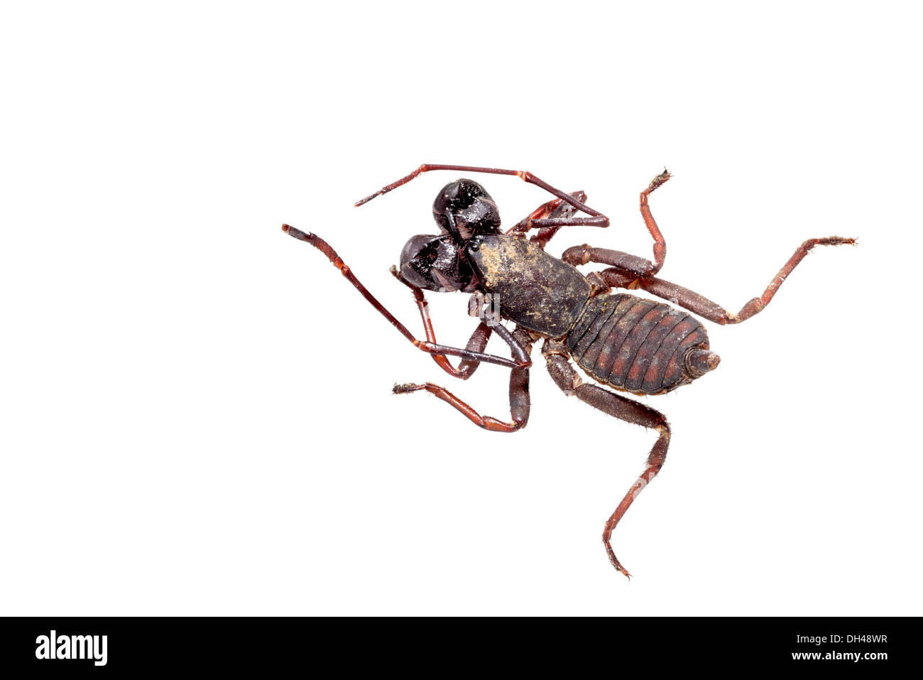 Giant Vinegaroon isolated on white Stock Photo Alamy