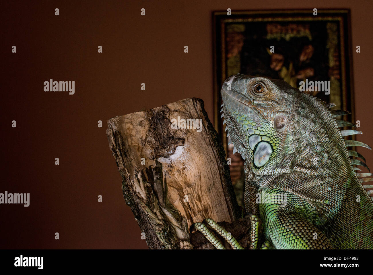 iguana on a tree crawling and posing Stock Photo