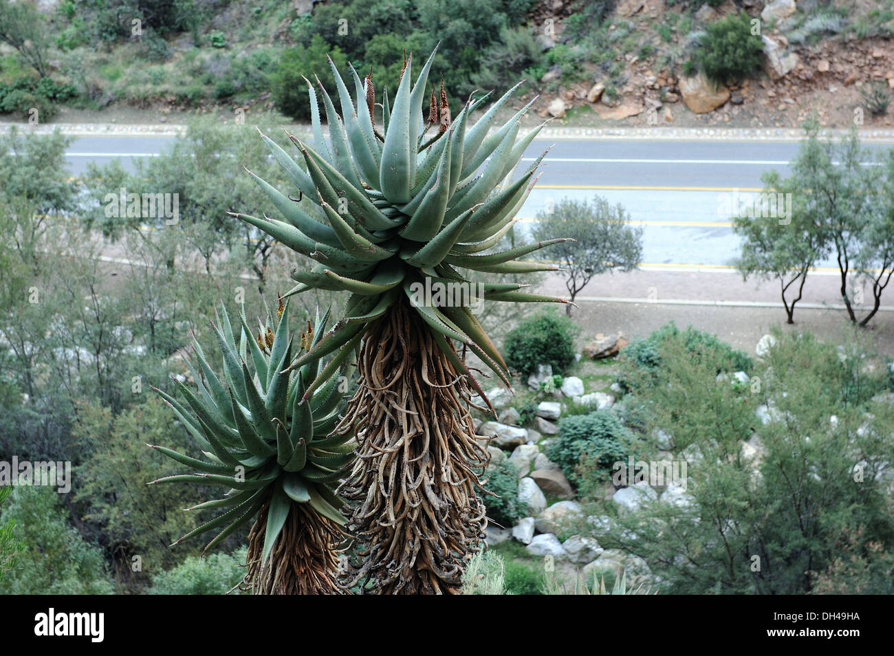 Aloe Vera Plant South Africa Stock Photos Aloe Vera Plant South