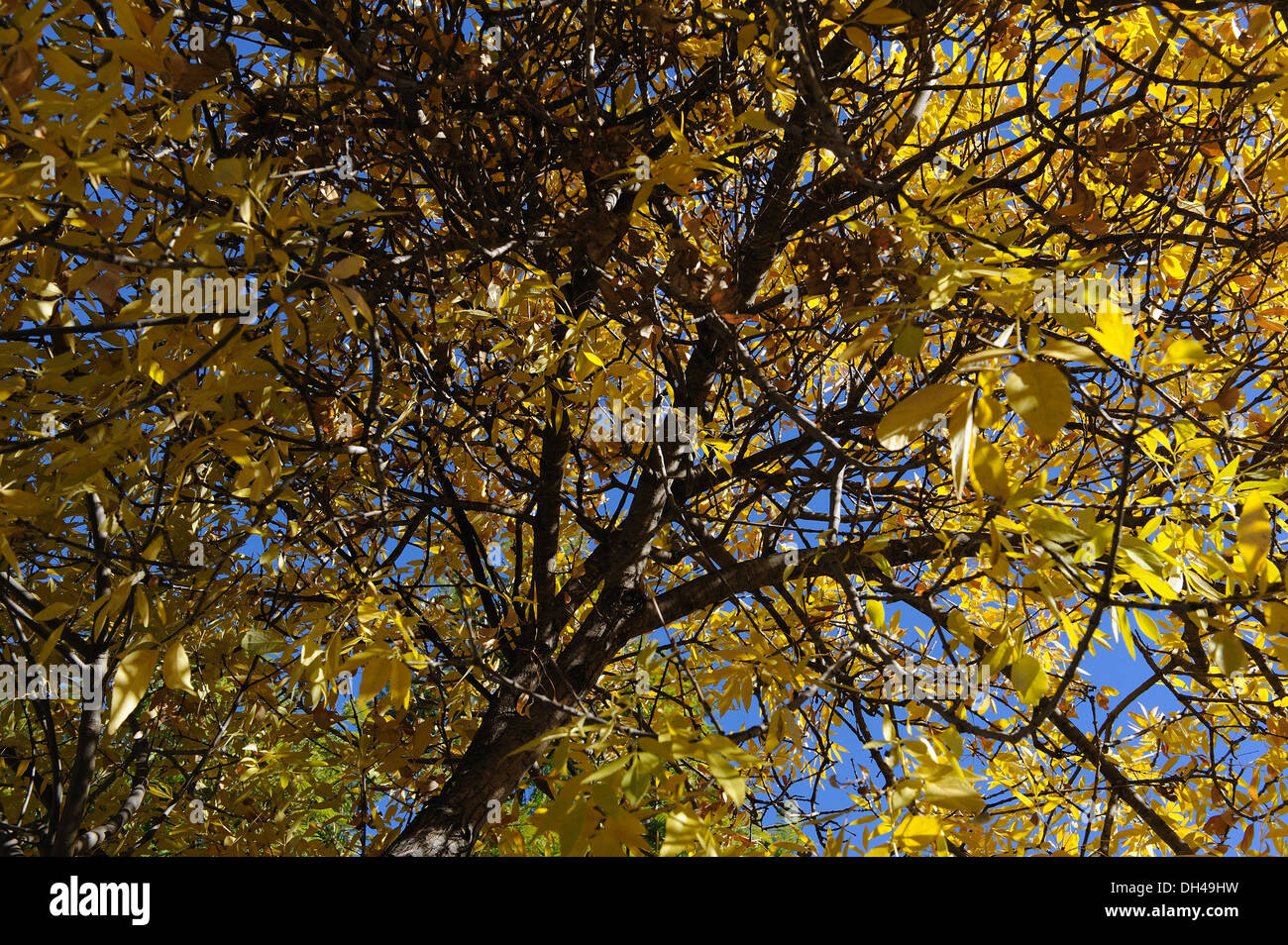 When Is Autumn In South Africa 2024 Reeba Maryanne