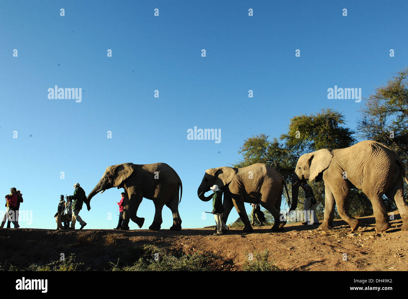 African Elephants South Africa Stock Photo Alamy african-elephants-south-africa-stock-photo-alamy