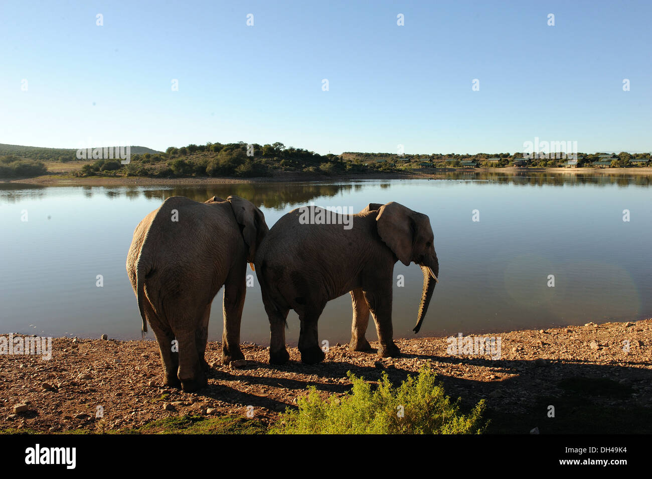 Elephants South Africa Stock Photo Alamy elephants-south-africa-stock-photo-alamy