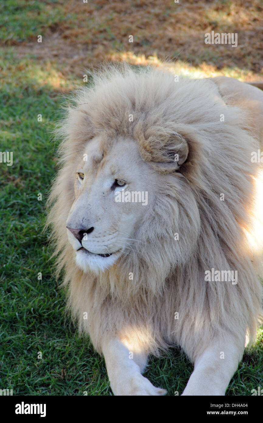 african lion at Oudtshoorn south africa Stock Photo - Alamy