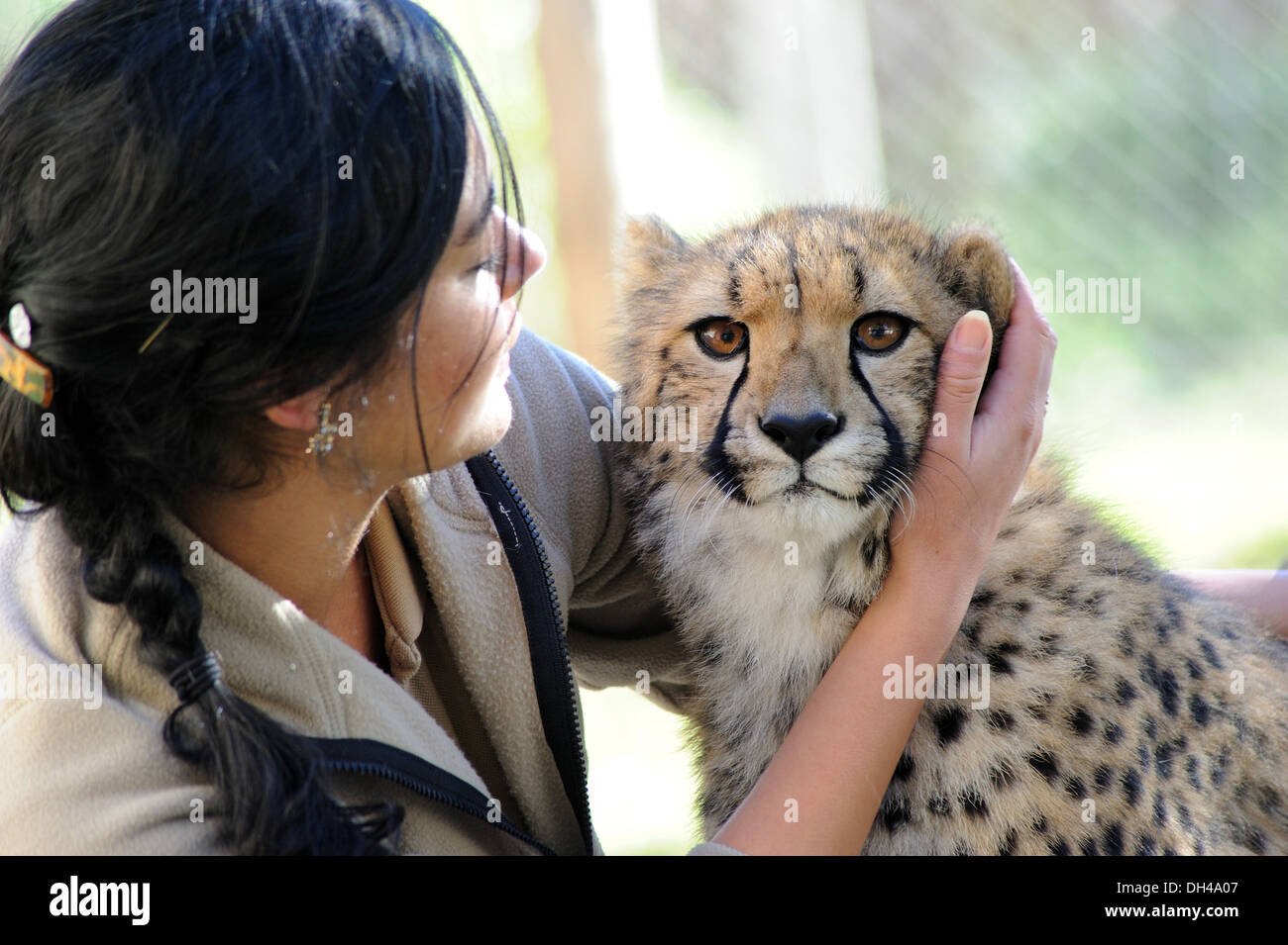 Woman petting baby cheetah cub, Acinonyx jubatus, Cango Wildlife Ranch, Oudtshoorn, South Africa, Africa Stock Photo
