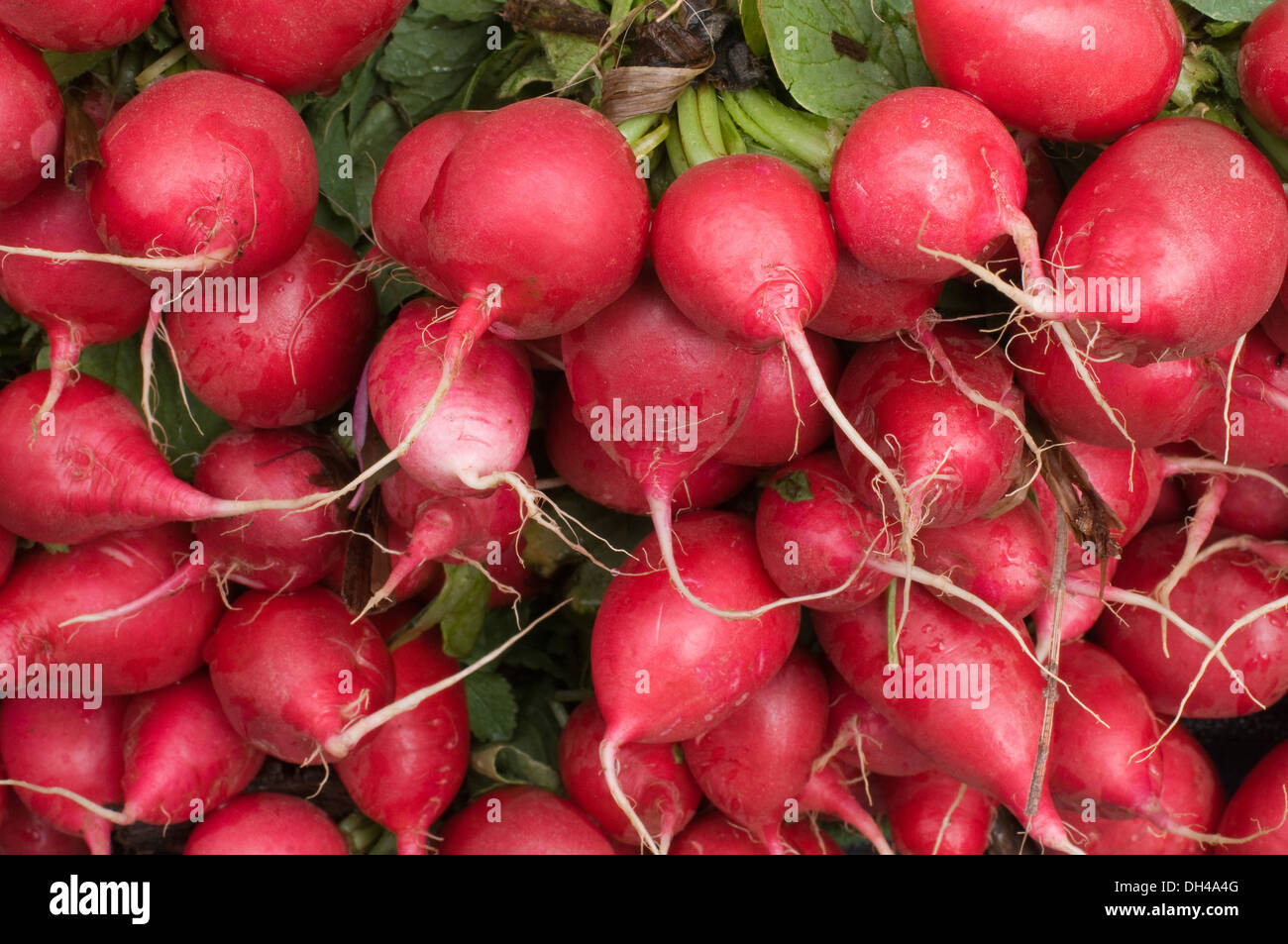 red radish edible root vegetable , Mahabaleshwar Maharashtra India Asia Stock Photo