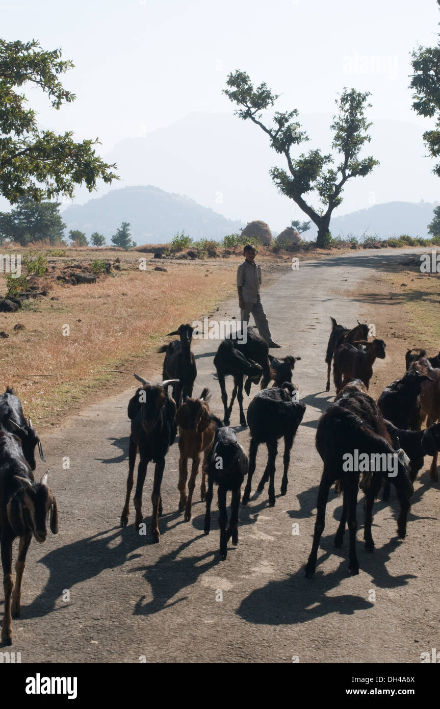 Herd of goats on the road , Bhandardara Shendi Maharashtra India Asia Stock Photo