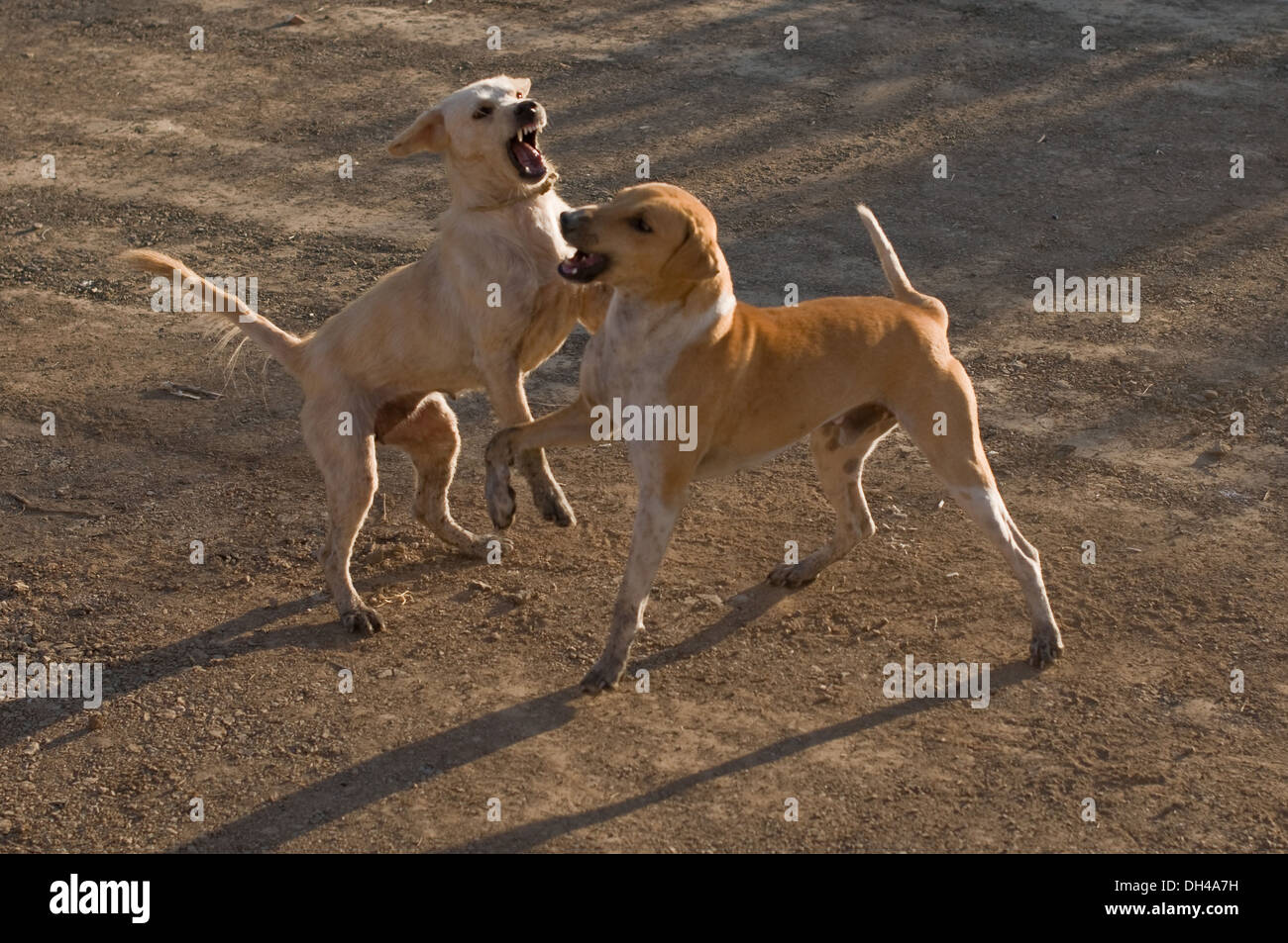 dogs playing fighting Pune Maharashtra India Asia Jan 2012 Stock Photo